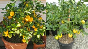 grow lemon plant, grow lemon plant at home, How to grow lemon plant at home