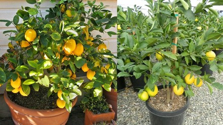 घर में कैसे उगाएं नींबू का पौधा, इस तरह लगाने पर जल्दी आने लगेंगे फल | How  to grow lemon plant at home indoors ghar par nimbu kaise ugaye in hindi |  Jansatta