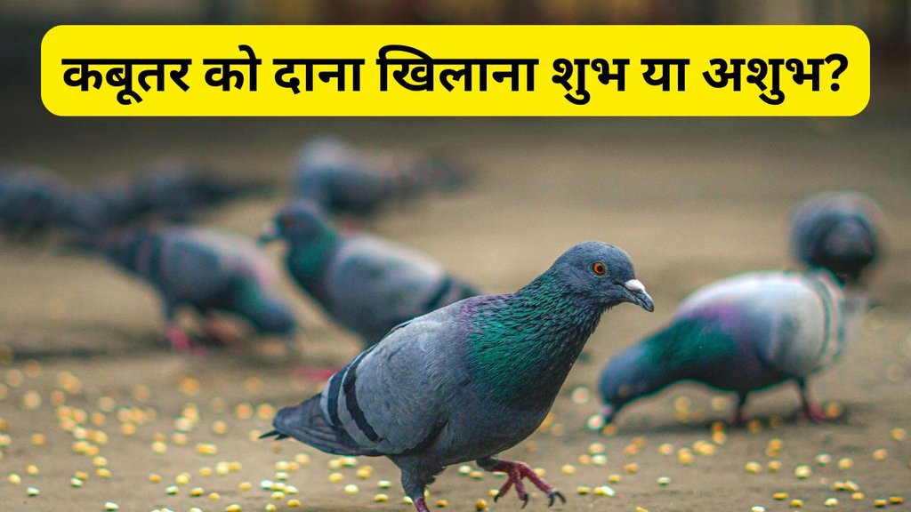 Vastu Tips, Vastu Shastra, Vastu Tips in Hindi, Kabootar ko dana kyun khilayein, feeding pigeons good or bad in astrology, is feeding pigeons good luck or bad luck, benefits of feeding pigeons, feeding pigeons religious significance, pigeon feeding good luck beliefs, astrology benefits of feeding pigeons, pigeon feeding dos and don’ts, spiritual meaning of feeding pigeons, effects of feeding pigeons on fortune, is feeding pigeons auspicious or inauspicious