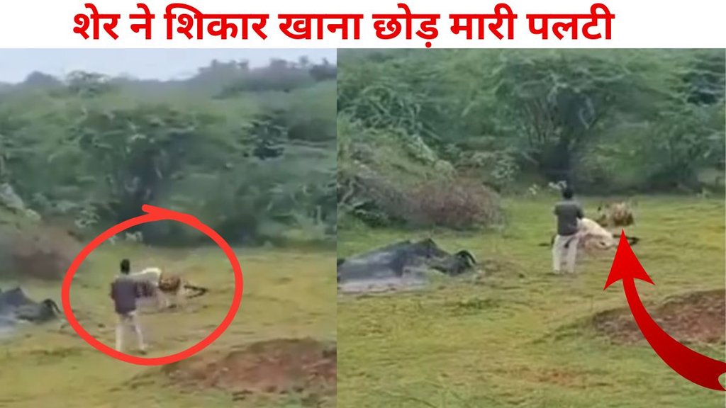 lion viral video