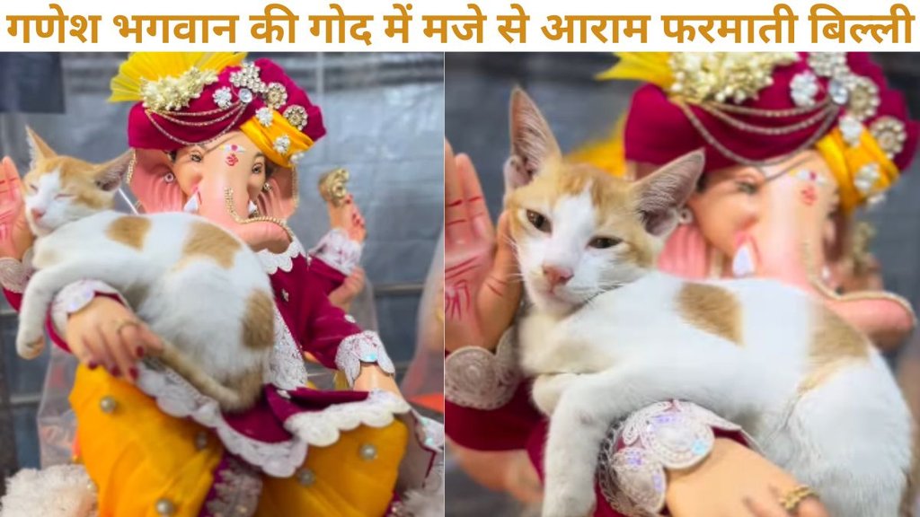 lord ganesha viral video, cat sleeps in lord ganesha lap