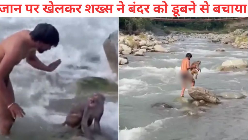 monkey viral video, Man Jumps in River to Save Monkey, Bandar ko Bachane ke Liye Nadi me Kooda Ladka