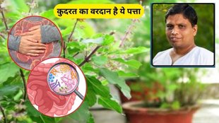 Marua leaves, natural remedy, digestion aid, cold and cough relief, headache cure, mouth odor treatment, Ayurvedic herbs, immunity booster, traditional medicine, Acharya Balkrishna