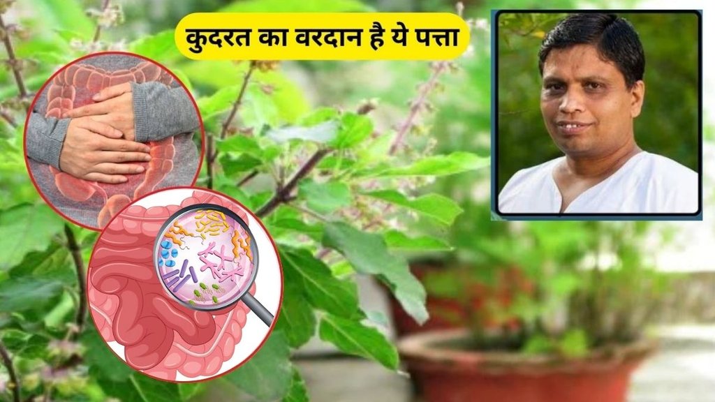 Marua leaves, natural remedy, digestion aid, cold and cough relief, headache cure, mouth odor treatment, Ayurvedic herbs, immunity booster, traditional medicine, Acharya Balkrishna