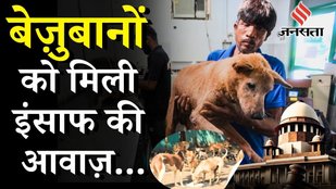SC Stay on Stray Dogs: Supreme Court बोला जानवर भी जीने के हक़दार, फैसले से क्यों बदल जाएगी आपकी आदत