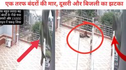 एक तरफ बंदरों का डर, दूसरी तरफ 11000 वोल्ट का झटका… तभी हुआ चमत्कार और मौत के मुंह से बच गया शख्स, देखें Viral Video