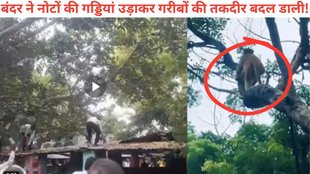 Monkey viral video, Monkey stole 80 thousand rupees from bike