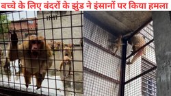 घर में फंसा छोटा बंदर का बच्चा, बचाने के लिए आयी पूरी बंदर सेना | Viral video