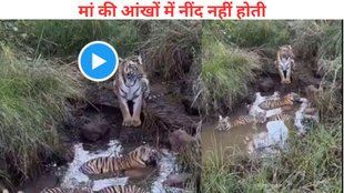Tiger Cubs Playing in Water, tiger cubs video Viral, tiger mother watch