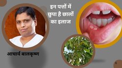 मुंह के छालों से परेशान हैं तो इस फल के पत्तों से करें इलाज, पेट होगा साफ और दूर होगा अल्सर, आचार्य बालकृष्ण ने बताया घरेलू नुस्खा