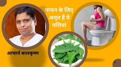 पाचन में सुधार करती हैं ये पत्तियां, स्वाद में कड़वी लेकिन गुणों की खान है, आचार्य बालकृष्ण ने कहा इन्हें कड़वा अमृत