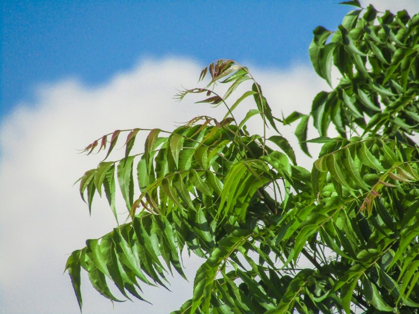 neem leaves for mouth problems
