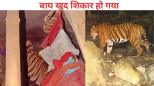 Tiger, Jharkhand tiger news, animal viral video