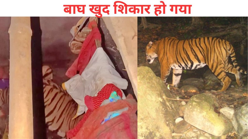 Tiger, Jharkhand tiger news, animal viral video