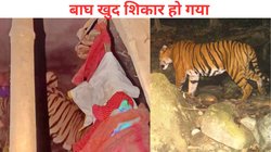 घर में घुस आया बाघ, अंदर सो रही बेटी ने दिखाई बहादुरी, पिता के साथ टाइगर को घर में कर दिया कैद और… जमकर हो रही तारीफ