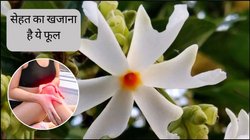 घुटनों की ग्रीस बढ़ाएंगे ये पत्ते, जोड़ों के दर्द से भी मिल जाएगा छुटकारा, सेहत को भी मिलेंगे कमाल के फायदे, आयुर्वेद डॉक्टर से जानिए फायदे