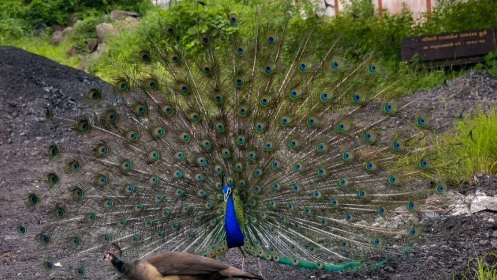 peacock death| karnataka news
