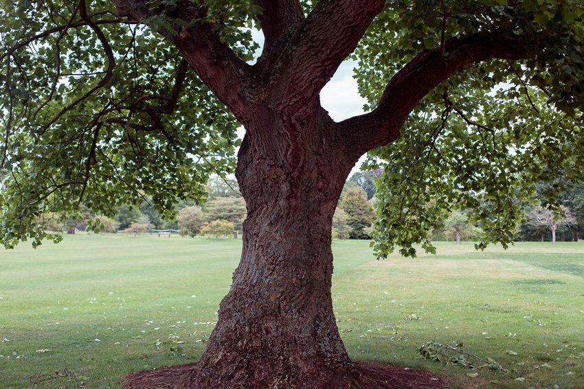 Peepal tree and carbon dioxide
