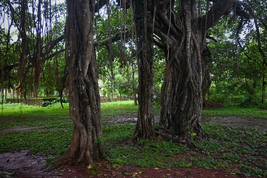 Peepal tree in Hinduism