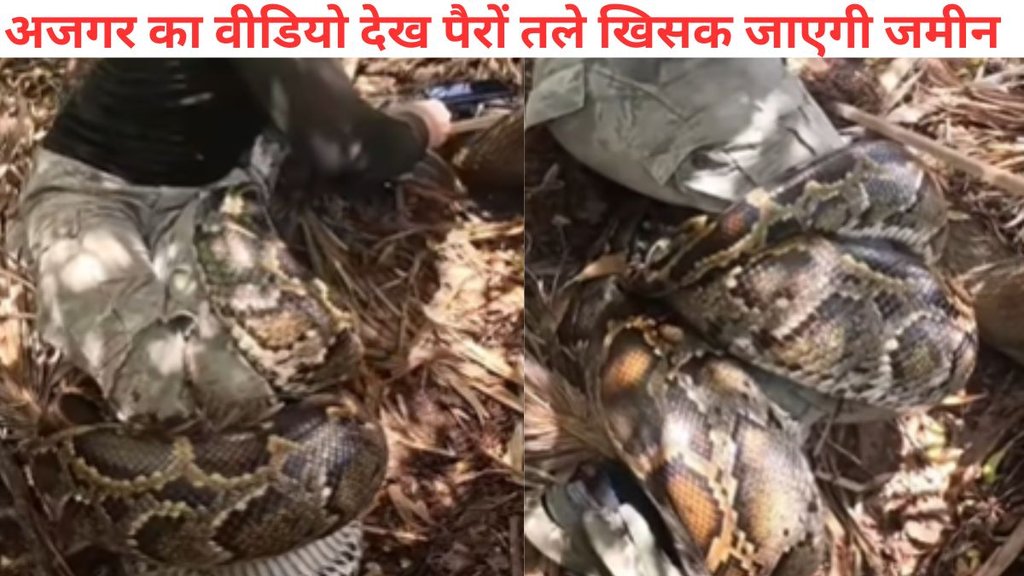 Python Viral Video, snake viral video