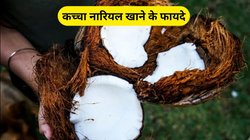 इन 5 तरह के लोगों के लिए अमृत है कच्चा नारियल, पाचन तंत्र भी रहेगा मजबूत, एक्सपर्ट से जानिए फायदे