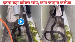snake viral video, viral video
