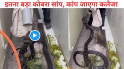 बाप रे! घर में निकला 10 फीट लंबा कोबरा, इंसानों की तरह हो गया खड़ा, फिर शख्स ने जो किया… Viral Video देख खड़े हो जाएंगे रोंगटे