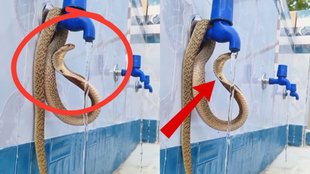 snake viral video, snake news, cobra news
