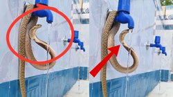 सांप को लगी प्यास, नल खोलकर पानी पीने लगा जहरीला नाग, Viral Video देख चौंके लोग