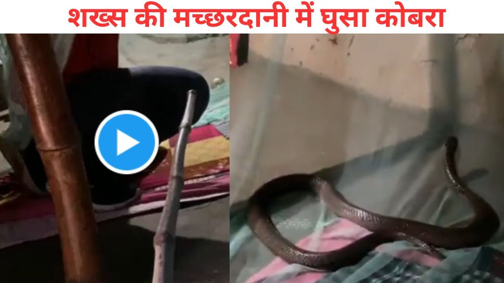 cobra Viral Video, snake viral video, cobra, snake, mayurbhanj