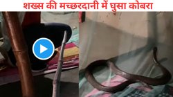 सो रहे शख्स की मच्छरदानी में घुस गया कोबरा, रात भर बगल में लेटा रहा जहरीला सांप, सुबह होते ही बदल गया मंजर, Viral Video देख चौंके लोग