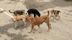 घर के बाहर खेल रही थी 5 साल की बच्ची, आवारा कुत्ते ने किया अटैक, गर्दन में चुभोए दांत, तड़पकर हुई मौत
