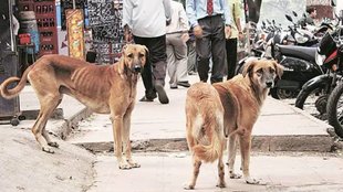 stray dog shelters, Supreme Court dog ruling, Delhi dog management,