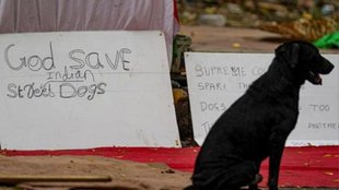 supreme court | street dogs | vaccination |