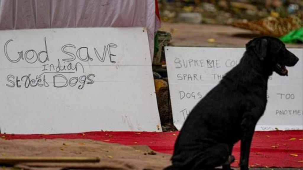 supreme court | street dogs | vaccination |