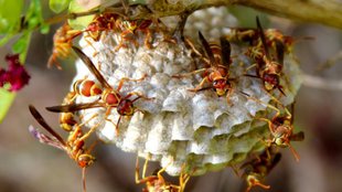 tataiya ka chatta, tataiya ka chatta kaise hataye, how to Get Rid of Wasps in Your House in hindi