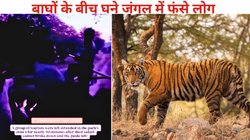 टाइगर सफारी के समय खराब हुई गाड़ी, घने जंगल के बीच पर्यटकों को अंधेरे में छोड़ भागा गाइड, बाघों के बीच दहशत के वो 90 मिनट; Video Viral
