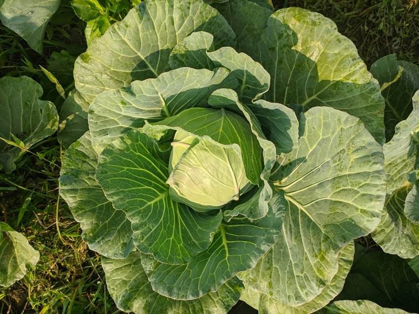 vegetables with lithium content