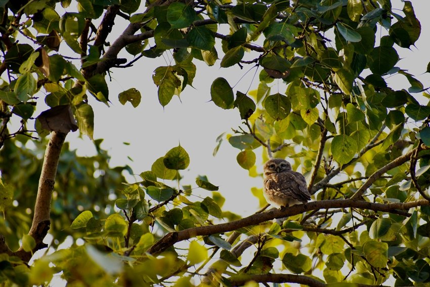 Ayurvedic benefits of Peepal tree