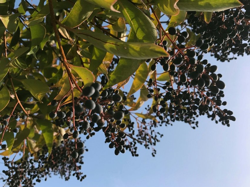 10 Days of Jamun Can Keep Kidney Stones Away
