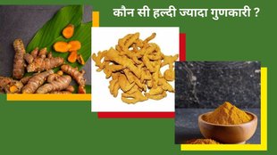 What is kachi haldi,what is haldi powder,what is dry haldi,Kachi Haldi vs Dry Haldi vs Haldi Powder,how to choose haldi for consumption