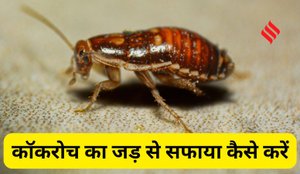 Easy Ways to Eliminate Cockroaches