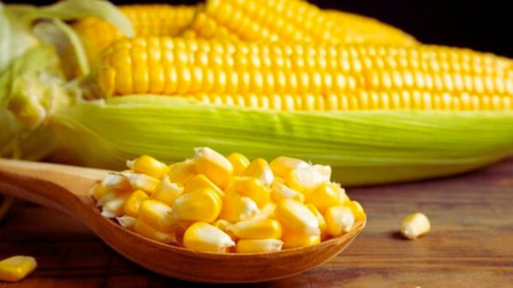 American Corn NEWS | latest news | india us trade deal | trump tariff controversy