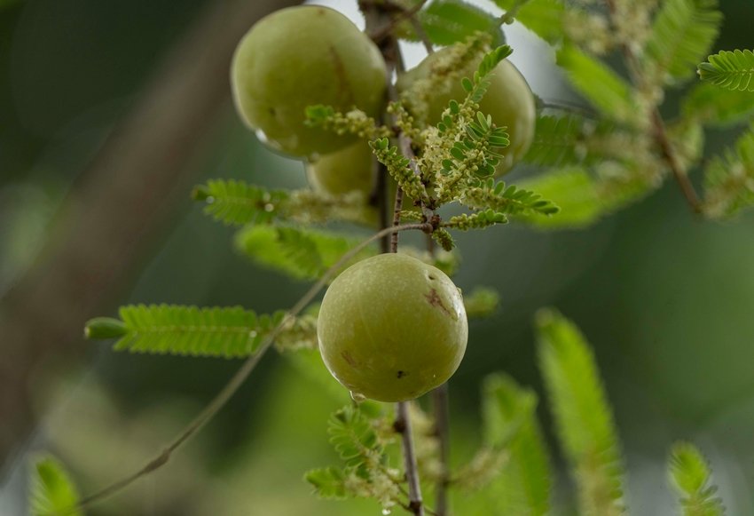 Amla Can Cause Hair Fall