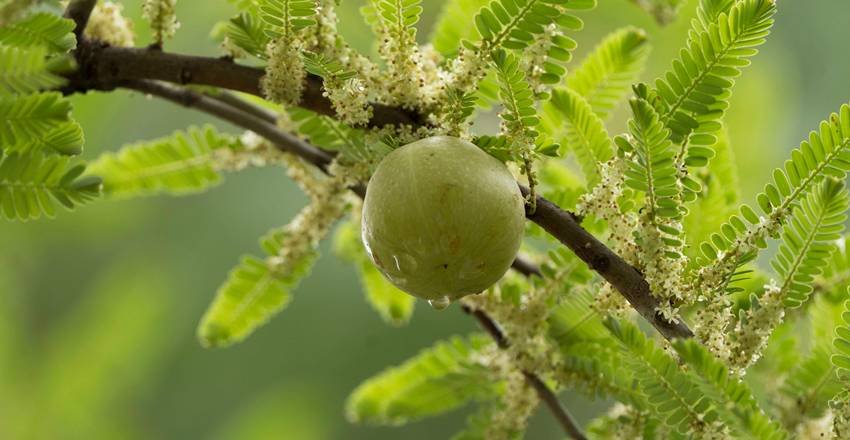 How to take amla turmeric daily