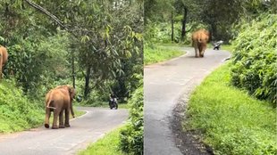 Angry Elephant Viral Video, Elephant Viral Video, Viral Video