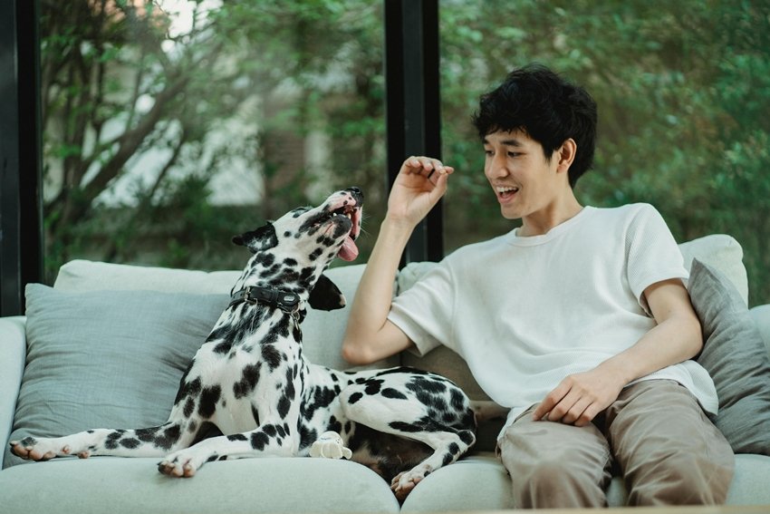 Animal Telepathy Can You Really Communicate With Your Pets