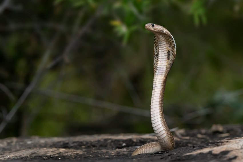 Animal instincts and survival