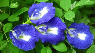Aparajita Plant, Aparajita Plant Care Tips, grow flowers on aparajita