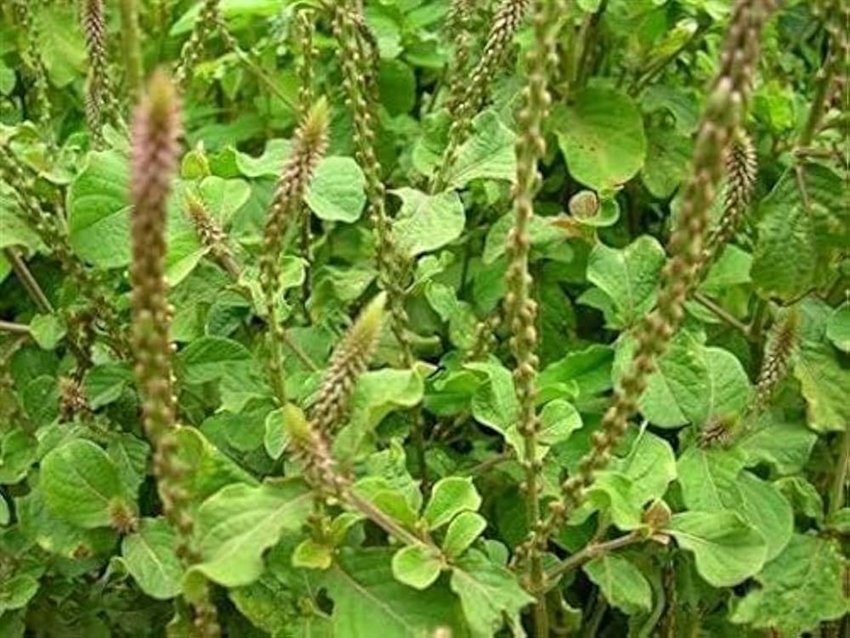 Ayurvedic Doctor Recommends Chirchita Leaves for Strong Teeth and Healthy Mouth